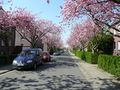 Blick in die Straße - Aufnahme vom 19. April 2009.