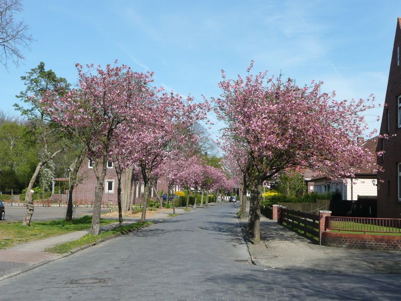 Datei:Am Sportplatz - 15042007.jpg