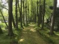 Die Samson-Allee, Durchgang vom Zingel zum Friedhof - Aufnahme vom 15. Mai 2021.