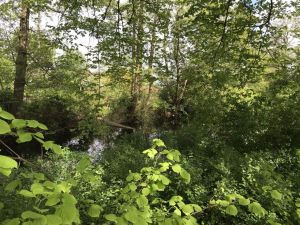 Neuer Friedhof 15052021 06.jpg