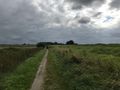 Der alte Wurzeldeich an der Grenze zu Osteel mit Blick nach Süden, erkennbar nur noch als leichte Erhöhung - Aufnahme vom 28. August 2021.