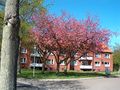 Martensdorf 17 + 18 - mit blühenden Bäumen - Aufnahme vom 23. April 2004.