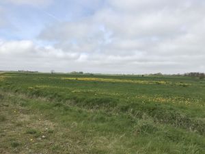 Buscherpolder Westermarscher Seedeich Suederdeichstrasse 13052021 04.jpg