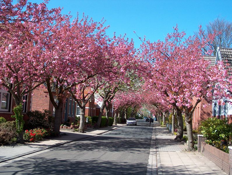 Datei:Baumstraße - 23042004 (2).jpg
