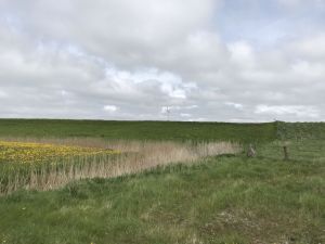 Buscherpolder Westermarscher Seedeich Suederdeichstrasse 13052021 06.jpg