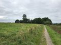 Der alte Wurzeldeich an der Grenze zu Osteel mit Blick nach Norden, erkennbar nur noch als leichte Erhöhung - Aufnahme vom 28. August 2021.