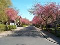 Blick in die Straße - Aufnahme vom 23. April 2004.
