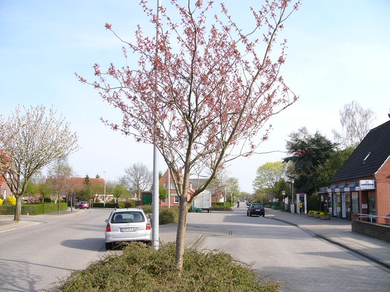 Datei:Knyphausenstraße - Blick in Richtung Zuckerpolderstraße - 03 05 2006.jpg