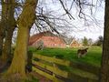 Ein Esel weidet auf der alten Burgstelle, im Hintergrund der Hof Barenbusch. Aufnahme vom 3. Mai 2006.